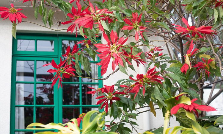 Garden plants